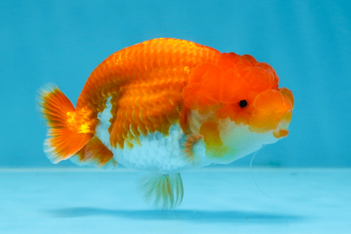 SUPER CUTE AAA Grade Red White LionQueen 4 inches #101725LC_12