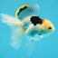 A Grade Tricolor Oranda Female 6 inches #112924OR_12