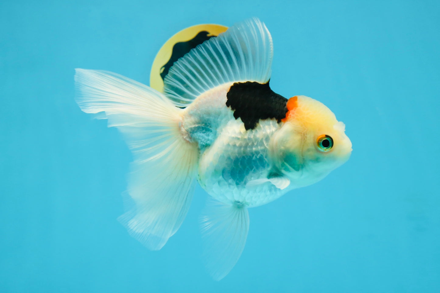 A Grade Tricolor Oranda Female 6 inches #112924OR_12