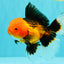 UNIQUE AAA Grade Apache Oranda Male 6 inches #101626OR_07