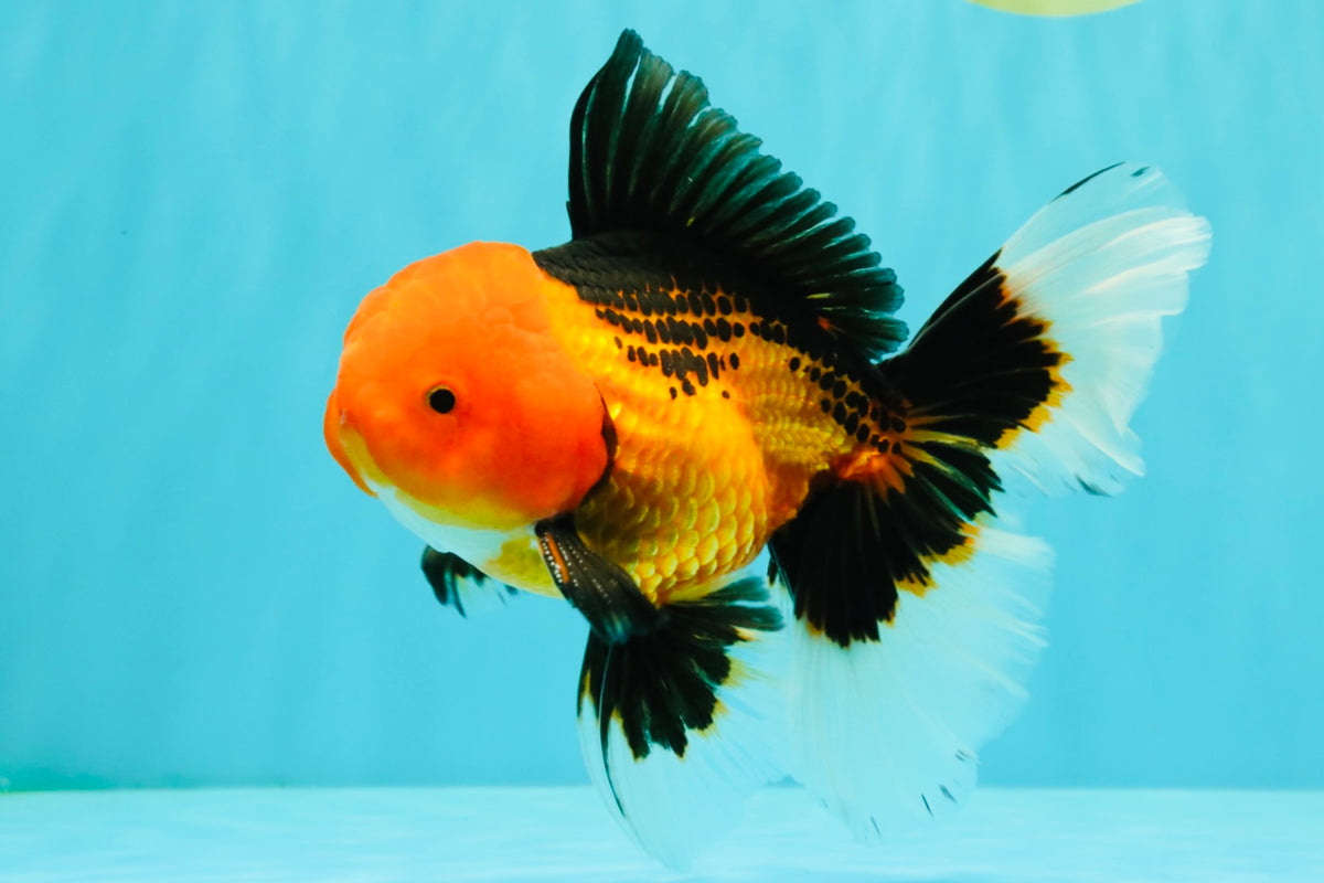 UNIQUE AAA Grade Apache Oranda Male 6 inches #101626OR_07