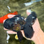 TOOTHLESS A Grade Black Oranda Female 5.5-6 inches #101626OR_15