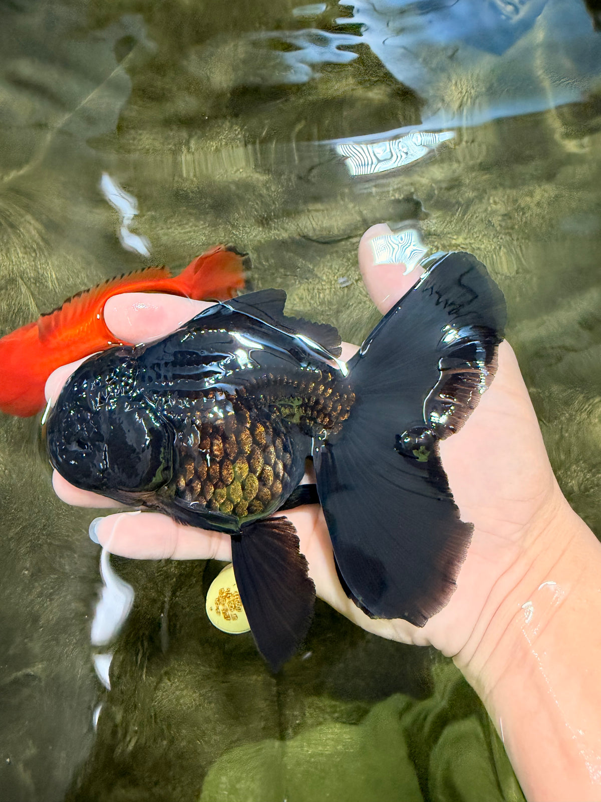 TOOTHLESS A Grade Black Oranda Female 5.5-6 inches #101626OR_15