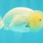 White Lionchu Female 4 inches #051526LC_13
