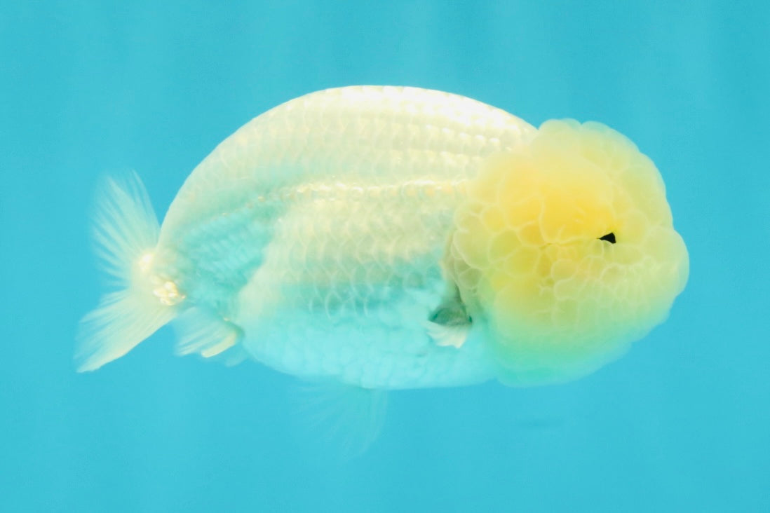 White Lionchu Female 4 inches #051526LC_13