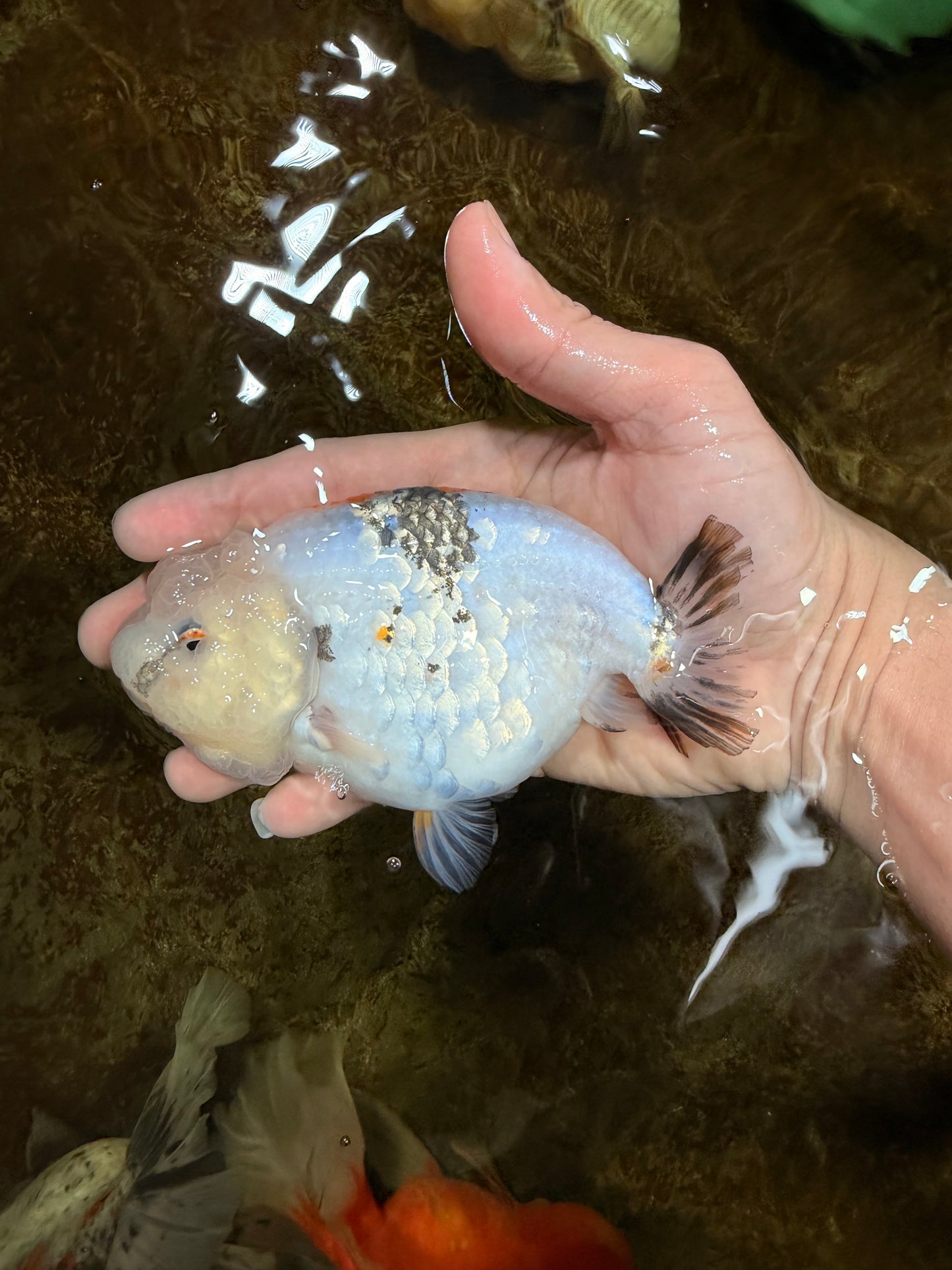 White Sakura LionChu Female 5 inches #121925LC_06