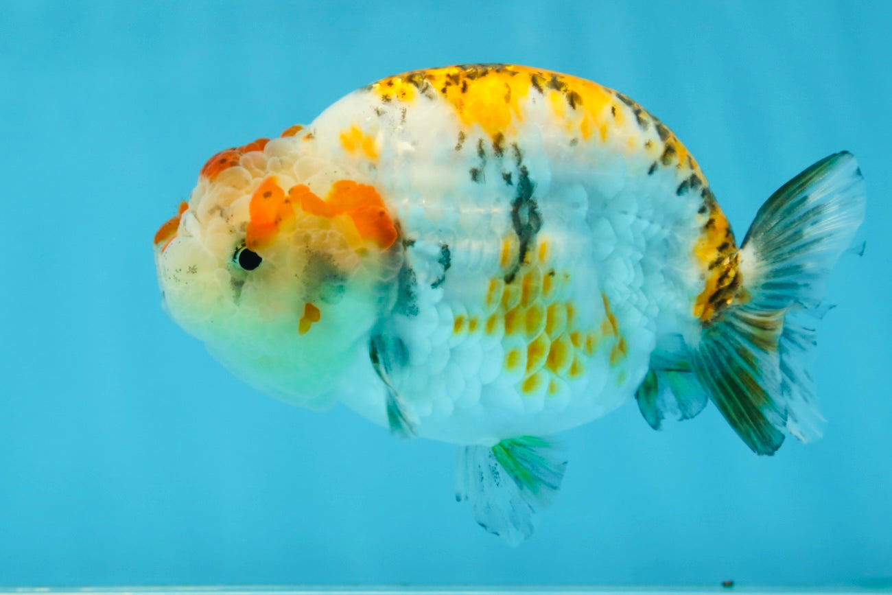 AAA Grade Tricolor LionQueen 4.5 inches #062025LC_10