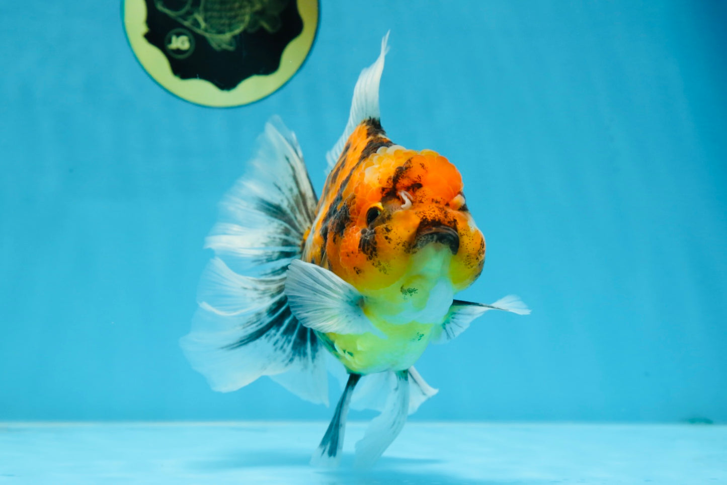 Tiger Oranda Female 6 inches #072525OR_21