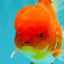 A Grade Red White Oranda Male 5.5 inches #080726OR_12