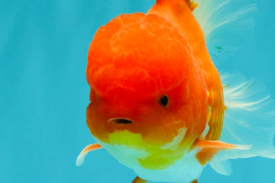 A Grade Red White Oranda Male 5.5 inches #080726OR_12