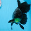 Oranda hembra negra de gran tamaño, grado A, 7-7,5 pulgadas, n.º 0706OR_10