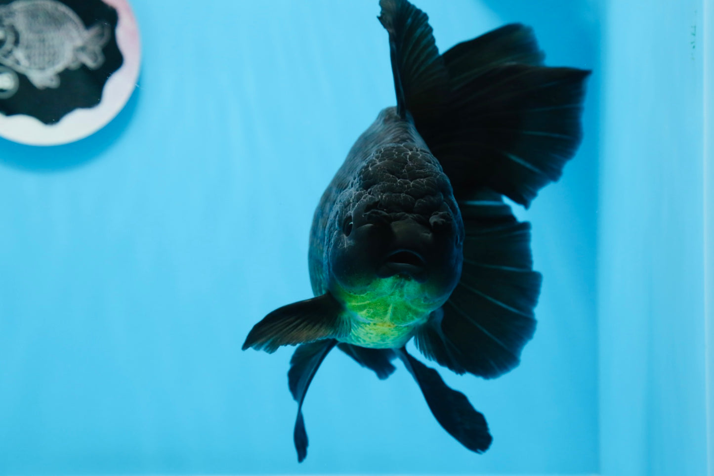 A Grade Big Size Black Oranda Female 7-7.5 inches #0706OR_10