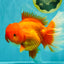 TOMATO AAA Grade Jumbo Broadtail Red Oranda Male 8.5-9 inches #072426OR_03