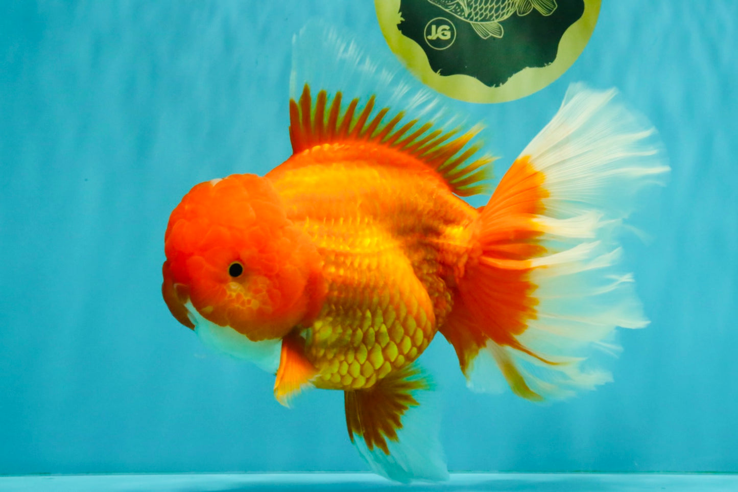 TOMATO AAA Grade Jumbo Broadtail Red Oranda Male 8.5-9 inches #072426OR_03