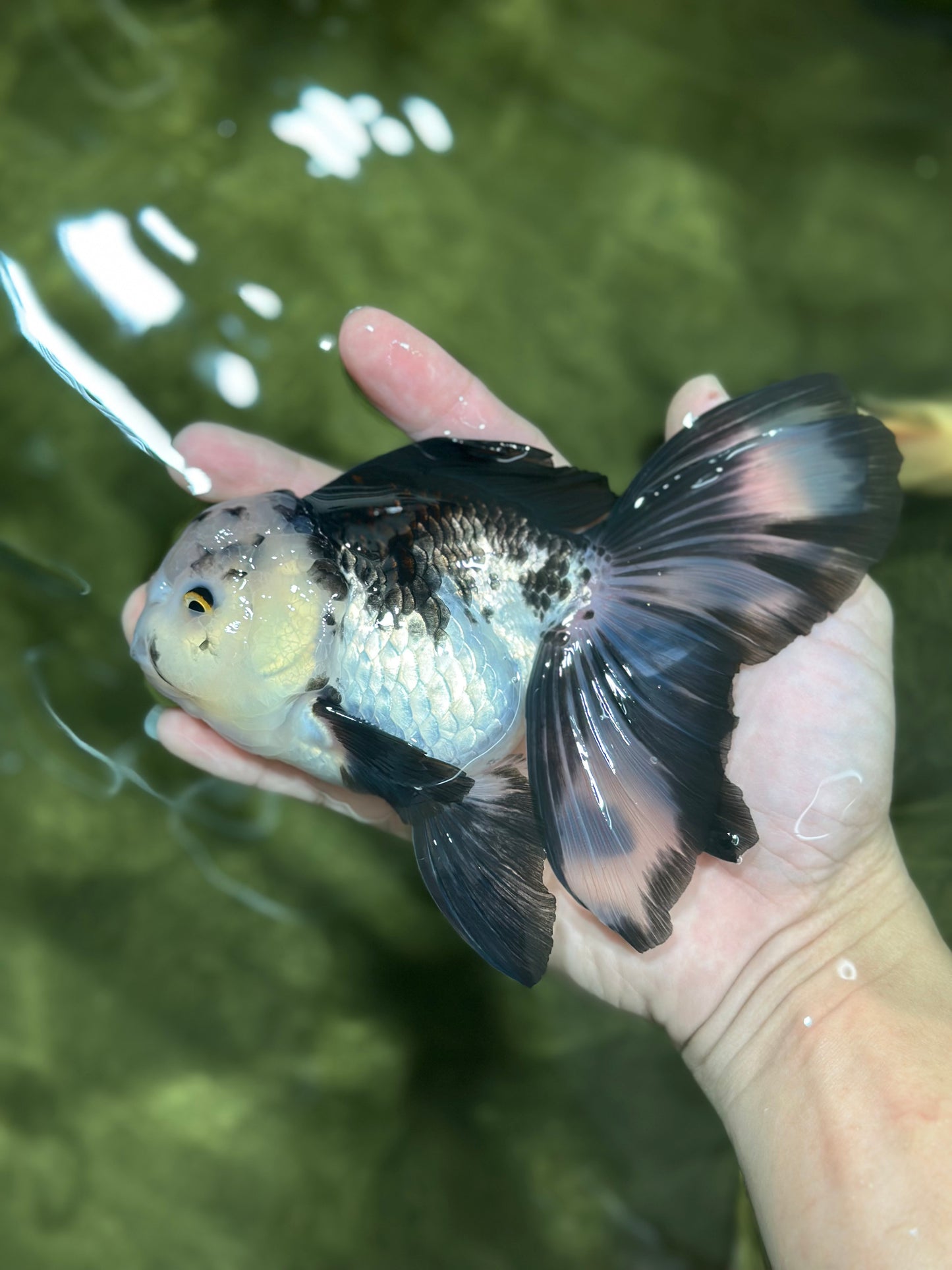 A Grade Panda Oranda Male 5.5-6 inches #121324OR_23