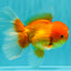 A Grade Red White Oranda Male 5.5-6 inches #082126OR_03