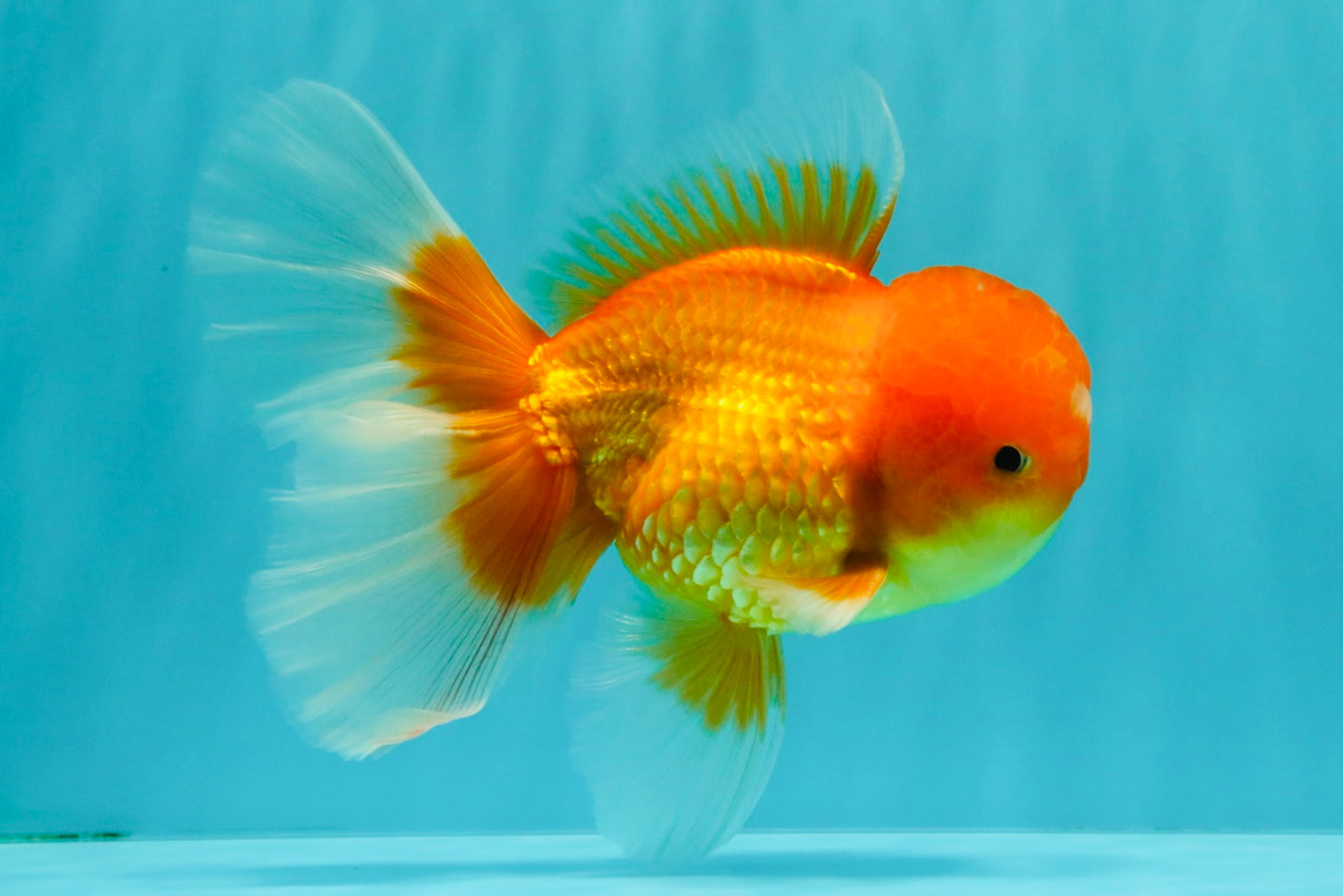 A Grade Red White Oranda Male 5.5-6 inches #082126OR_03