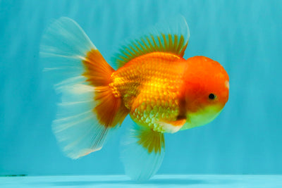 A Grade Red White Oranda Male 5.5-6 inches #082126OR_03