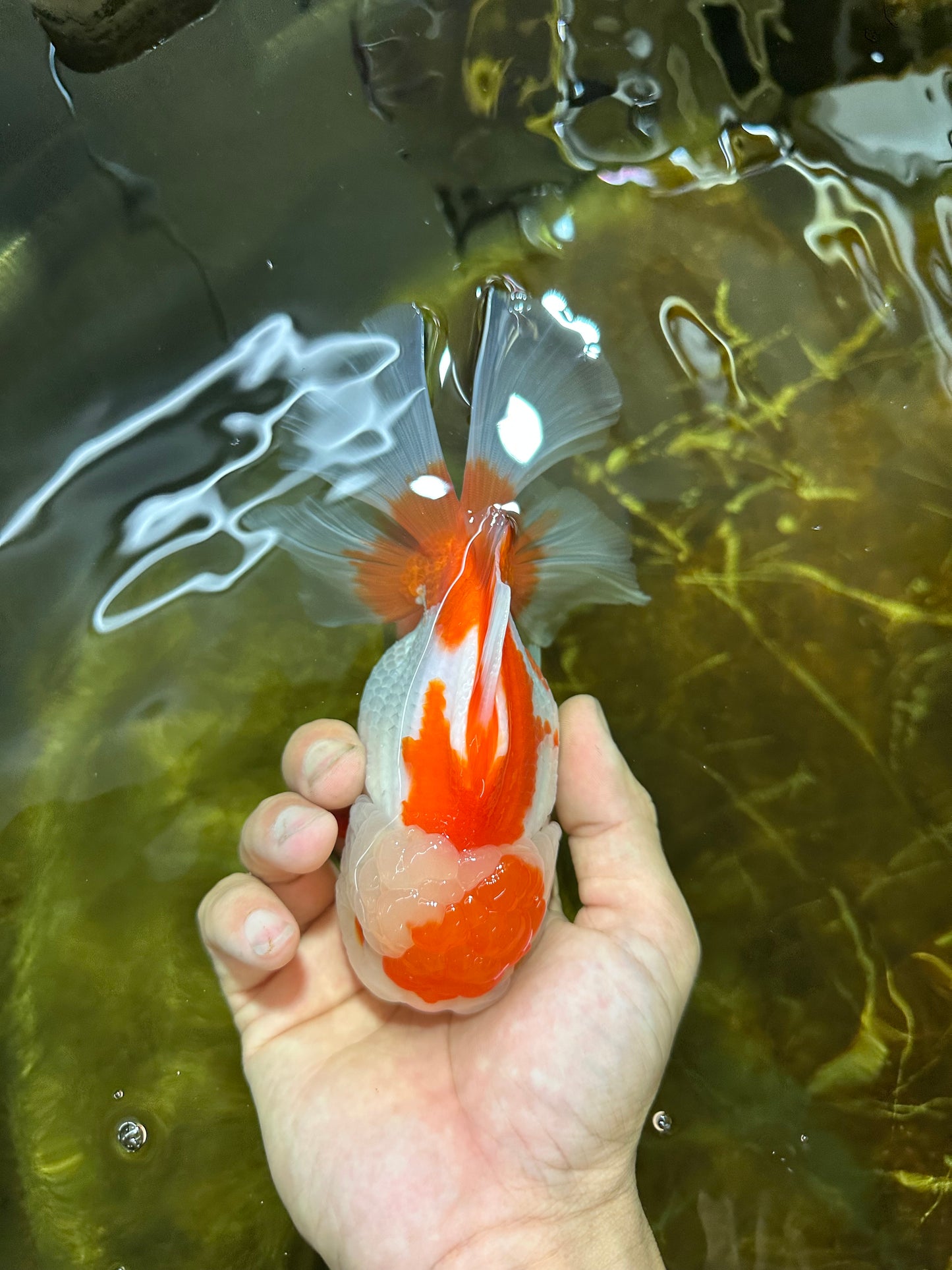 A Grade SUPER CUTE Red White Oranda Female 6 inches #082925OR_10