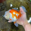 AAA Grade BEAUTY Red White Oranda Female 6.5 inches #100325OR_13