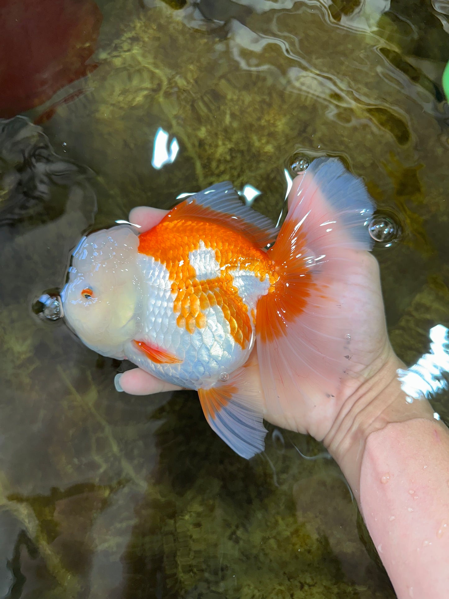 AAA Grade BEAUTY Red White Oranda Female 6.5 inches #100325OR_13