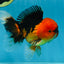 A Grade Super Mario Apache Oranda Male 5-5.5 inches #081525OR_23