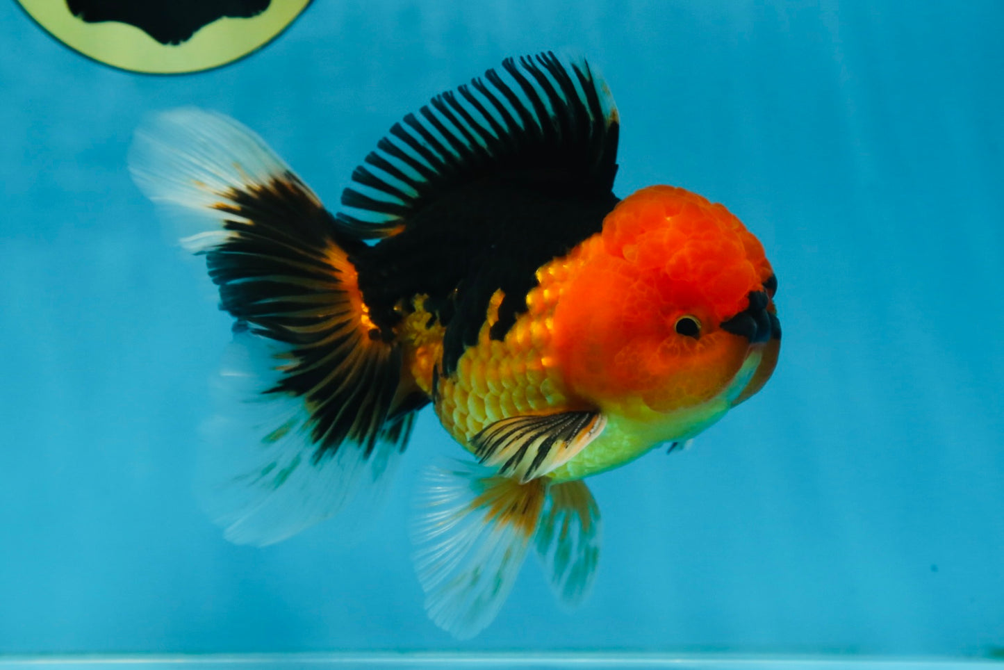 A Grade Super Mario Apache Oranda Male 5-5.5 inches #081525OR_23