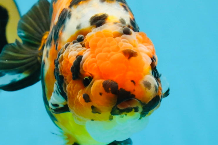 AAA Grade Calico Tiger Chinese Ranchu Male 5 inches #101025RC_19