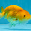 Cheese LionChu Female 4 inches #070425LC_14