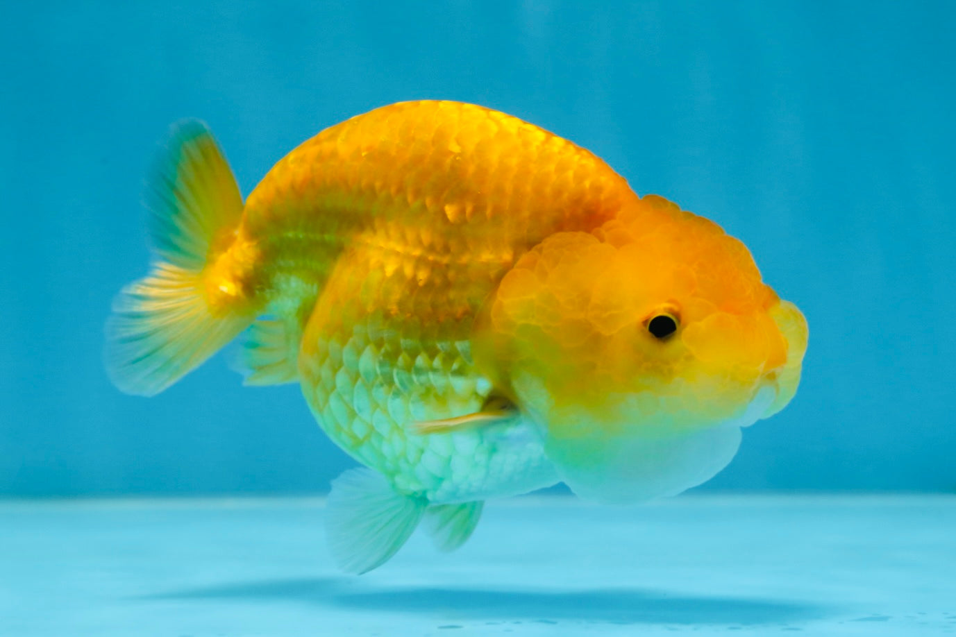 Cheese LionChu Female 4 inches #070425LC_14