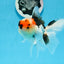 AAA Grade Tricolor Oranda Male 4.5 inches #0913OR_09