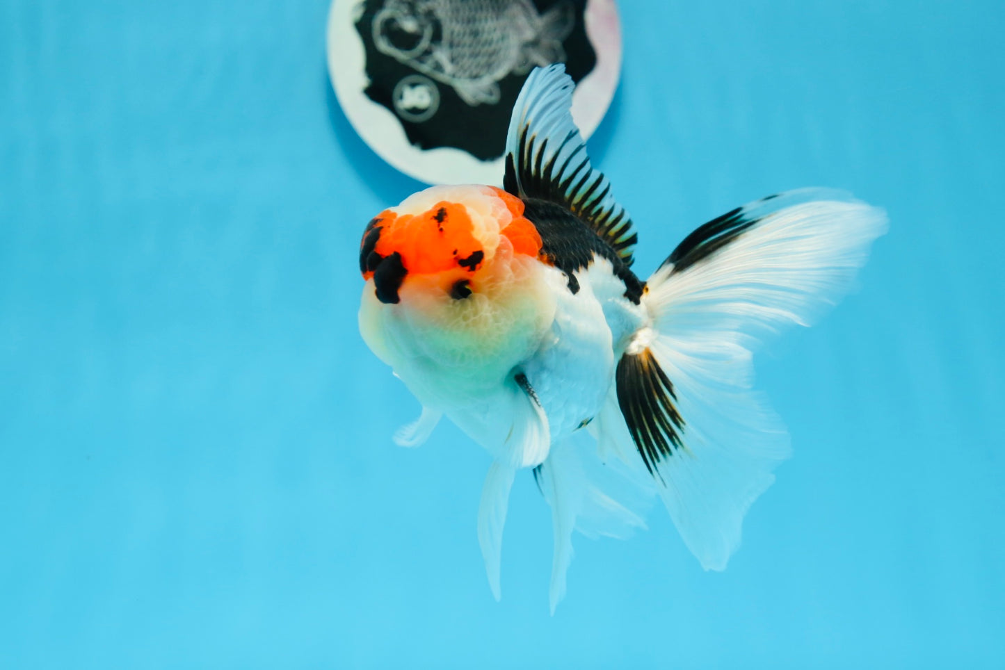 AAA Grade Tricolor Oranda Male 4.5 inches #0913OR_09