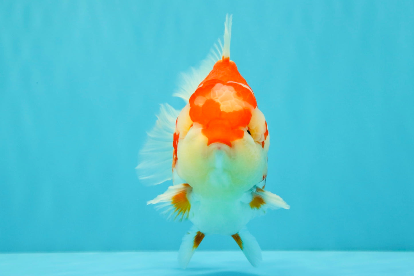 JUMBO A Grade Red White Yuanbao Male 5.5-6 inches #032026YB_22