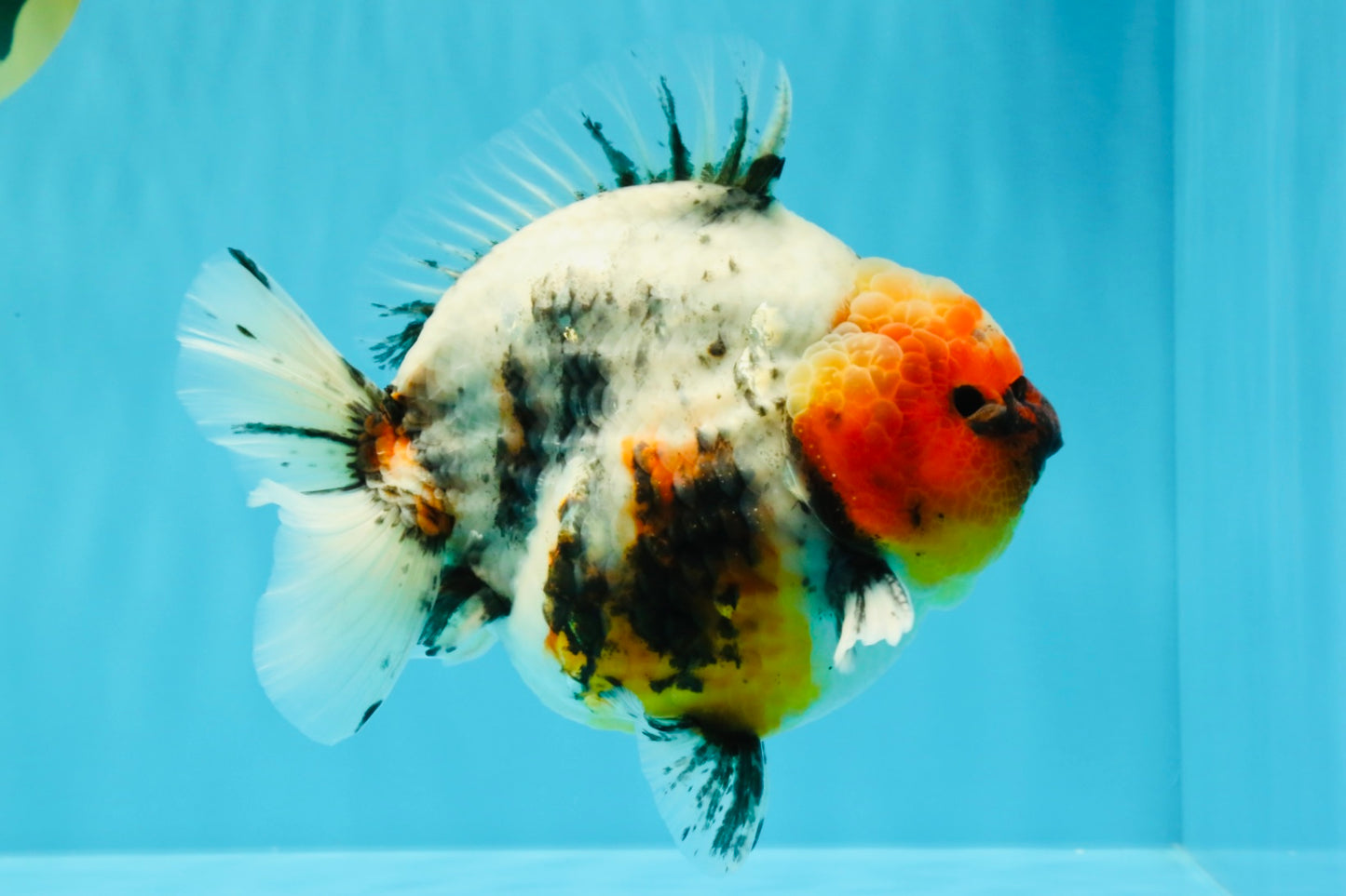 A Grade Godzilla Marble Yuanbao Male 6 inches #022726YB_03