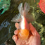 A Grade Super Chubby Lemonhead Button Eyes Oranda Male 5-5.5 inches #110824OR_12