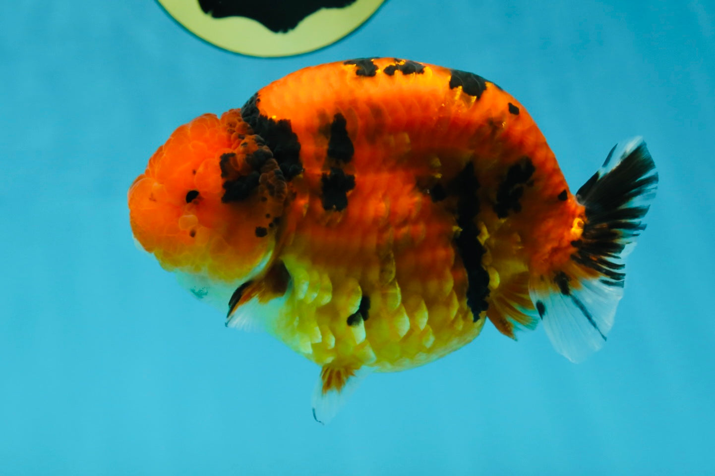 AAA Grade Cow Tiger LionKing 5 inches #050925LC_01