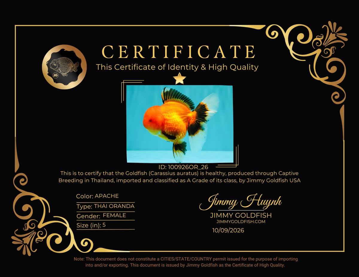 A Grade Apache Oranda Female 5 inches #100926OR_26