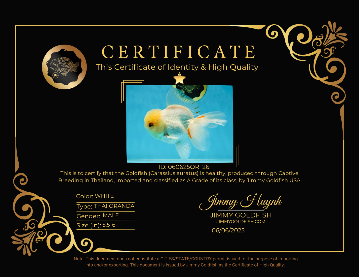 A Grade White Oranda Male 5.5-6 inches #060625OR_26