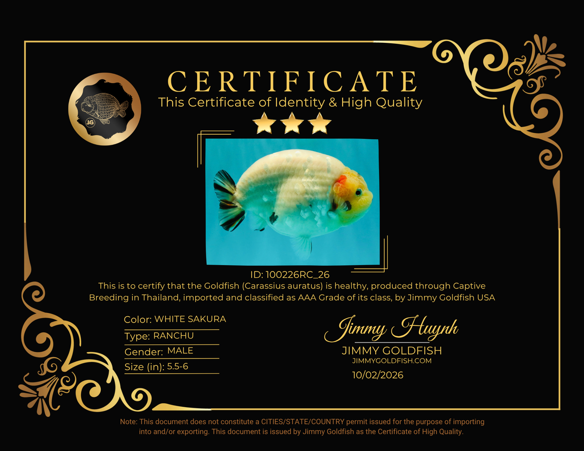 AAA Grade Diamond Scale White Sakura Ranchu Male 5.5-6 inches #100226RC_26