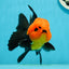 Grumpy 😡 A Grade Red Head Button Eyes Oranda Male 4.5-5 inches #1004OR_38