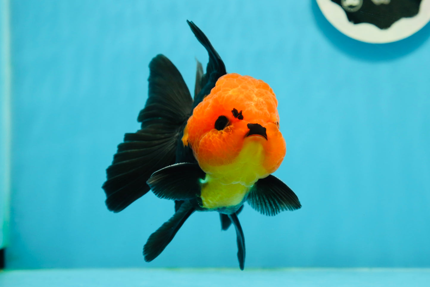 Grumpy 😡 A Grade Red Head Button Eyes Oranda Male 4.5-5 inches #1004OR_38