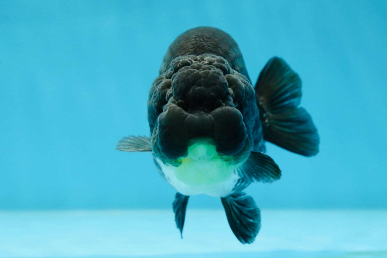 AAA Grade Black Blue LionQueen 4-4.5 inches #051625LC_03