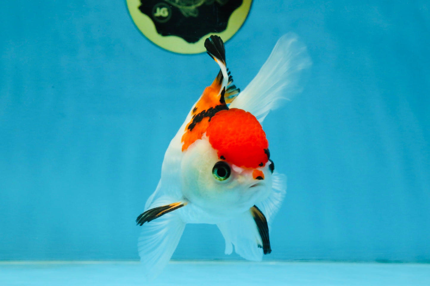 Tricolor Oranda Female 5-5.5 inches #112125OR_19