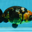 CHUBBY A Grade Calico Chinese Ranchu Female 5 inches #121225RC_06