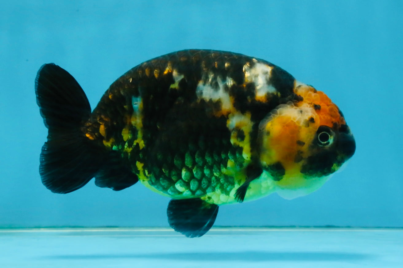 CHUBBY A Grade Calico Chinese Ranchu Female 5 inches #121225RC_06