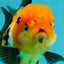 A Grade Tricolor Oranda Female 4.5 inches #110824OR_04