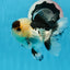 Panda Button Eyes Oranda Male 4-4.5 inches #0913OR_04