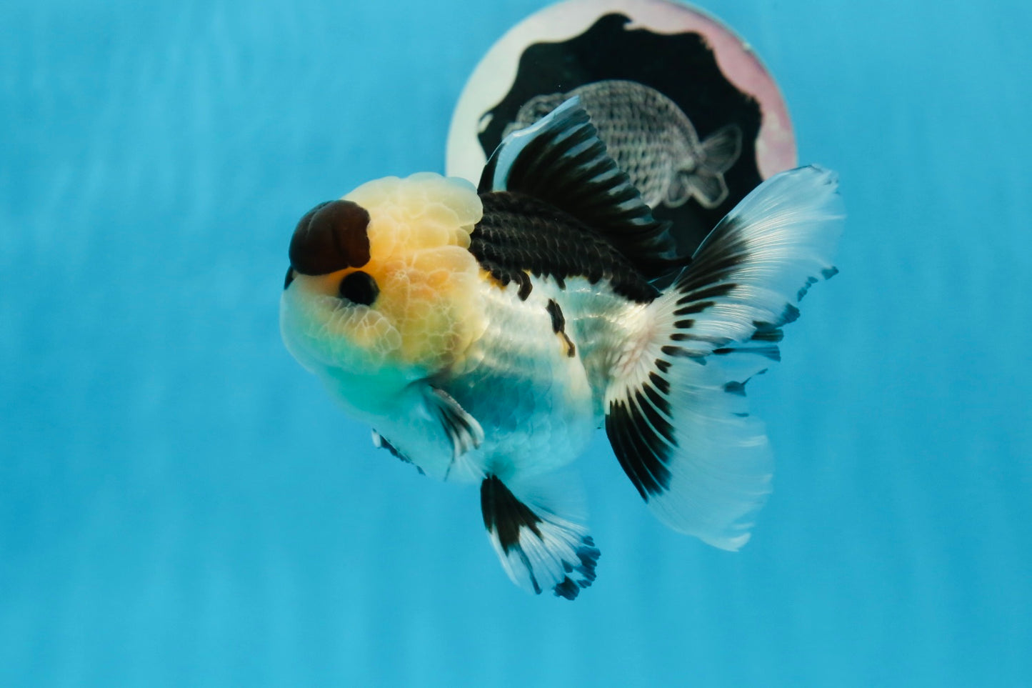 Panda Oranda macho de ojos de botón de 4 a 4,5 pulgadas n.° 0913OR_04