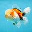 A Grade Calico Oranda Male 5 inches #060625OR_20
