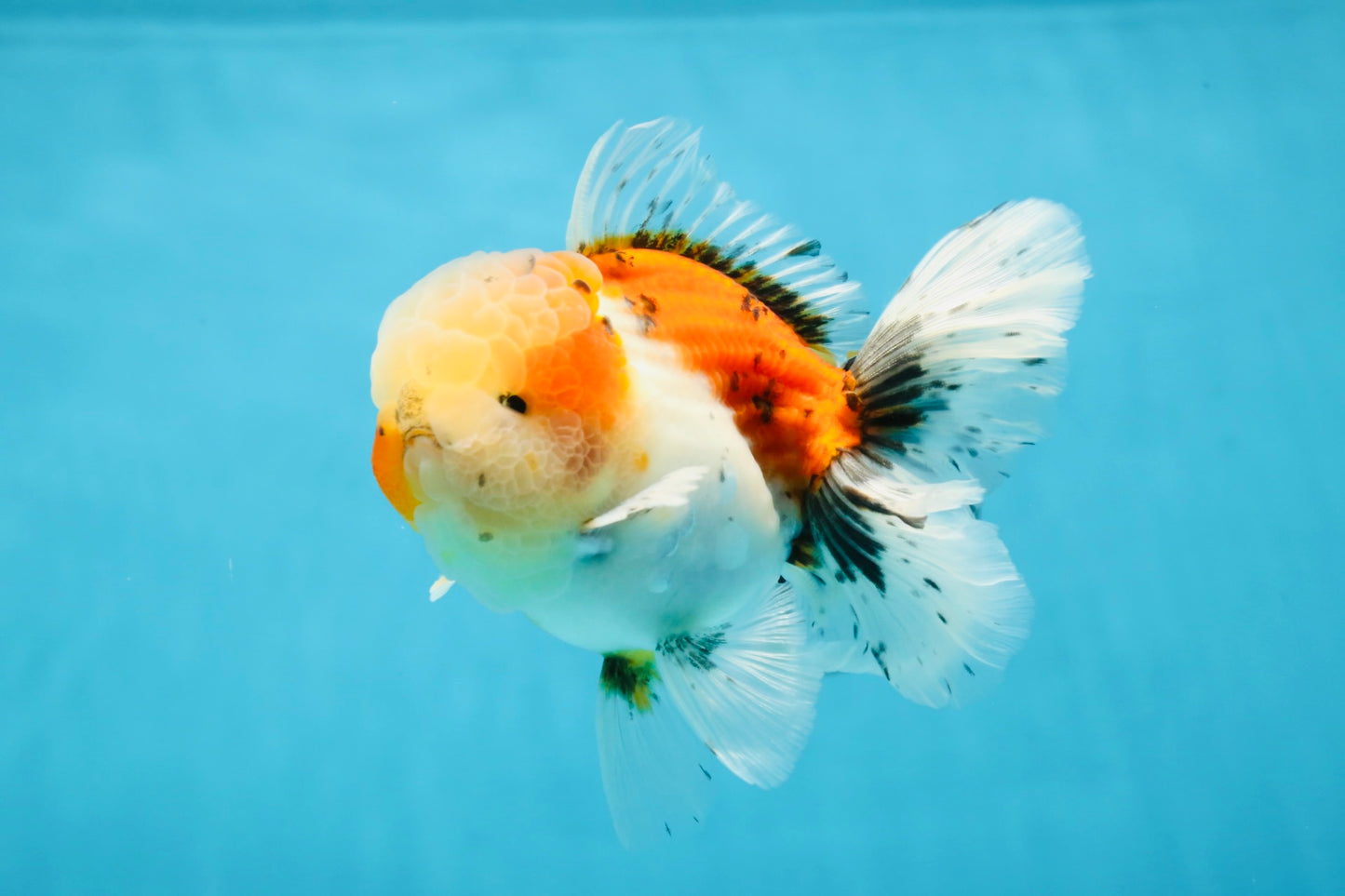 A Grade Calico Oranda Male 5 inches #060625OR_20